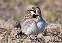 Eremophila alpestris